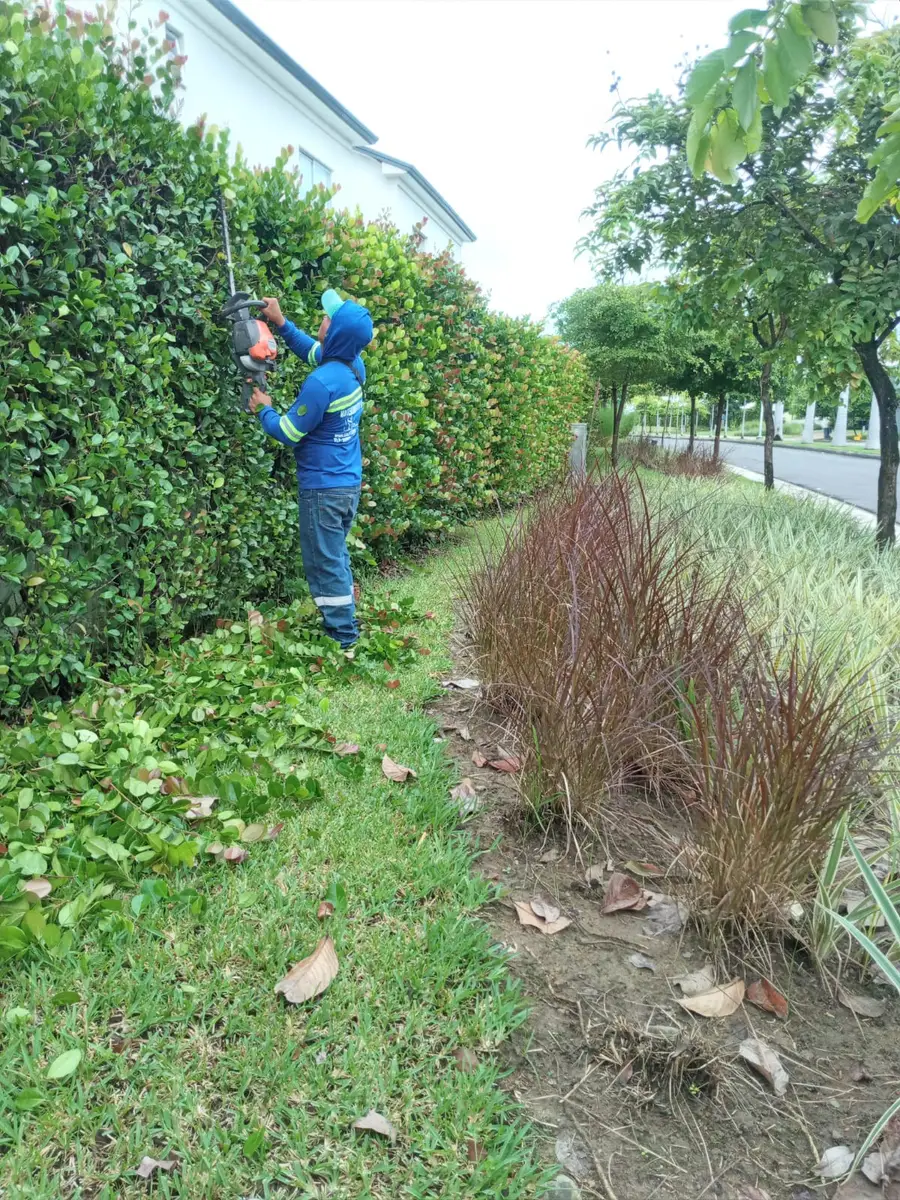 Trabajador de SolutionPlus recortando con cortasetos el seto de un parterre de urbanización